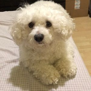 Meet your Posher, Kitty